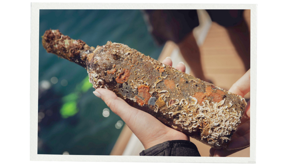 Underwater-aged wine bottle covered in shells and marine growth after retrieval in Sines